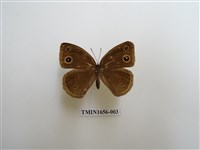 藏品(眉眼蝶)的圖片